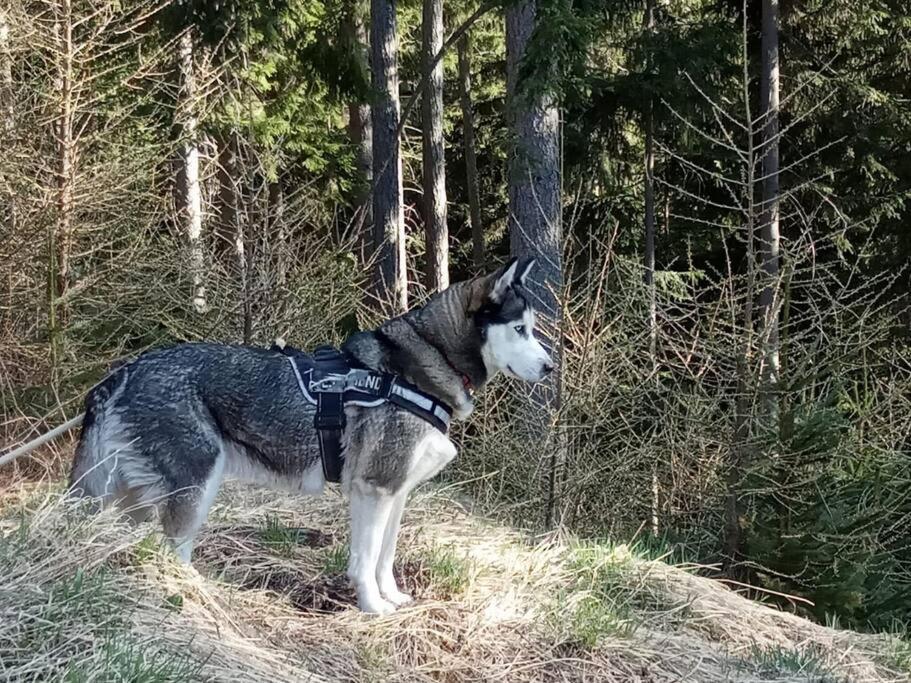 Wohnung Rheintal Im Alpenvorland Batschuns المظهر الخارجي الصورة